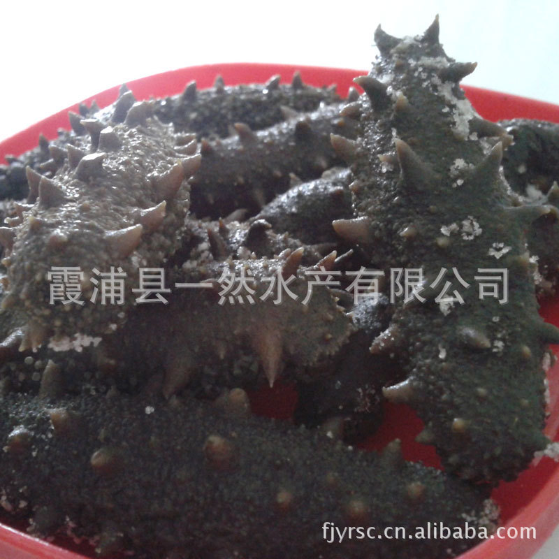 霞浦水产 腌制海参 拉缸盐海参 低价特卖 680元/斤