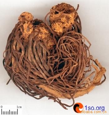 优质供应各种中药材 紫苑 炙紫苑 中草药 中药饮片