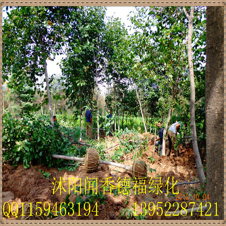 紫玉兰    紫玉兰苗规格齐全价格优惠欢迎选购