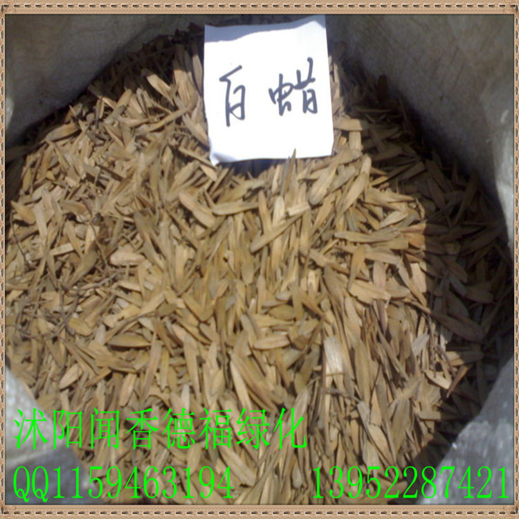 供应白蜡种子    量大价优      欢迎新老客户选购