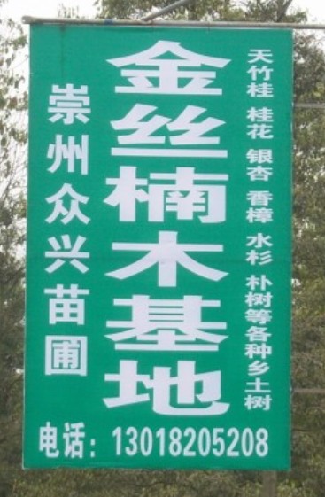 金丝楠木种子.正宗金丝楠种子.专业种植培育金丝楠木苗的基地