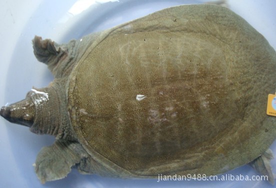 供应生态甲鱼 野生甲鱼 水产养殖