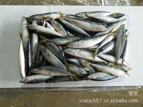 【诚信商家】供应优质水产海鲜 冷冻青占鱼 利薄多销