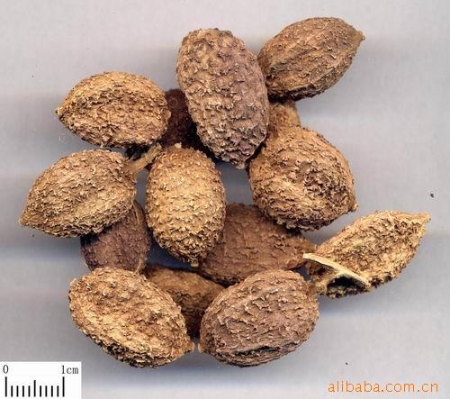 优质供应各种中药材 砂仁  阳春砂 中草药 中药饮片