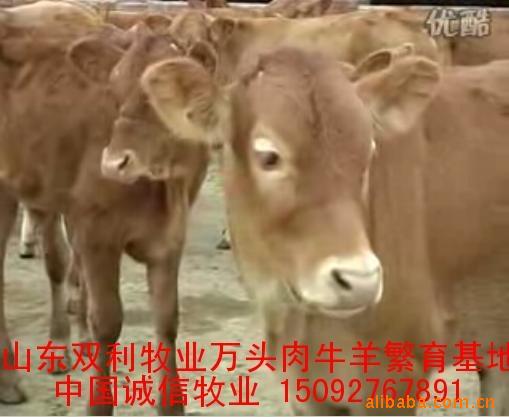 双利牧业大型肉牛养殖繁育场 供应200-1800斤改良育肥肉牛种牛犊