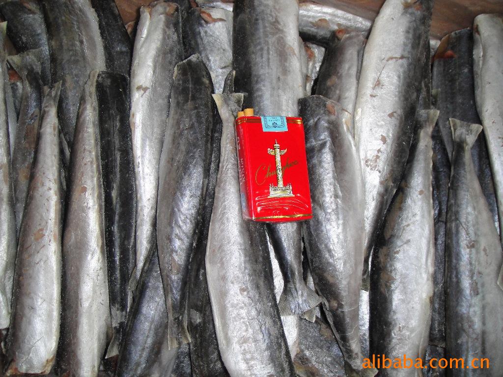 马鲛鱼特产海鲜供应批发