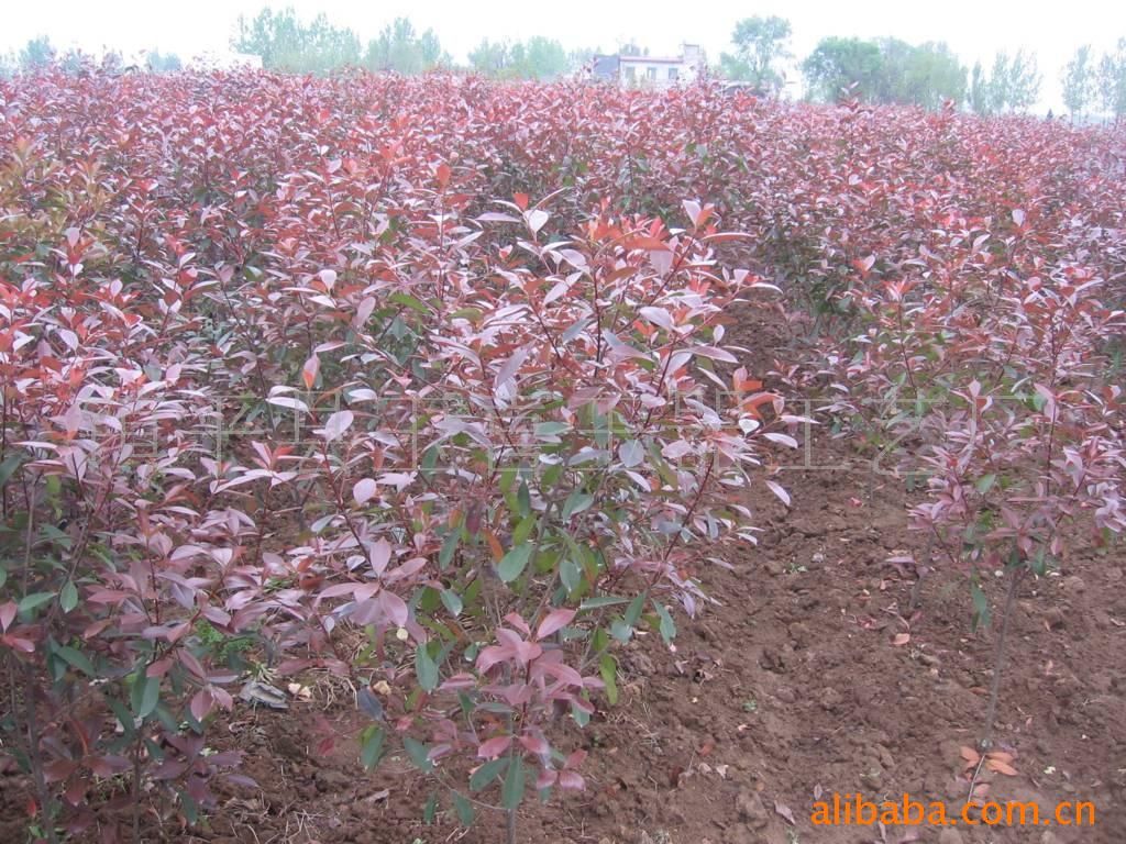 扒门将军，巨紫荆，红叶石楠，杜鹃，红豆杉苗木