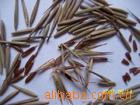 供应毛竹种子