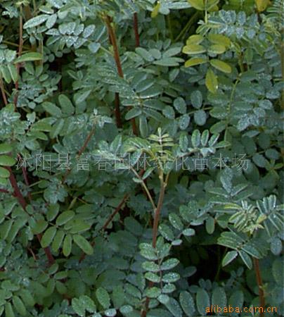 供应水保灌木种子，护坡植物种子-多花木兰种子，多花木兰种苗