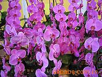 供应花卉营养土发酵剂 肥料发酵剂 国家专利产品