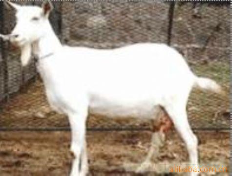 供应白山羊怎样圈养 白山羊价格货到付款
