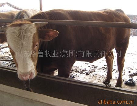 西门塔尔肉牛,山东华鲁肉牛养殖场  华鲁养殖场---专家牛场