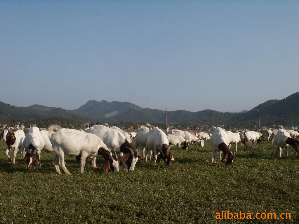 浙江省种羊场 波尔山羊