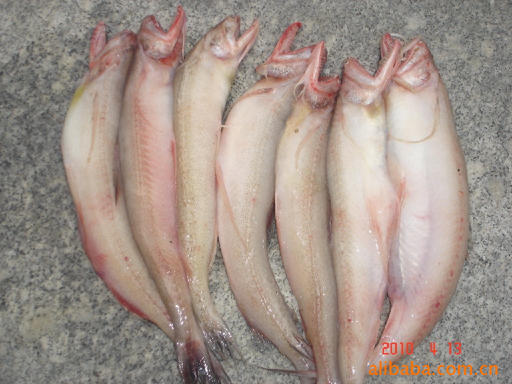 龙头鱼 水产 小龙鱼