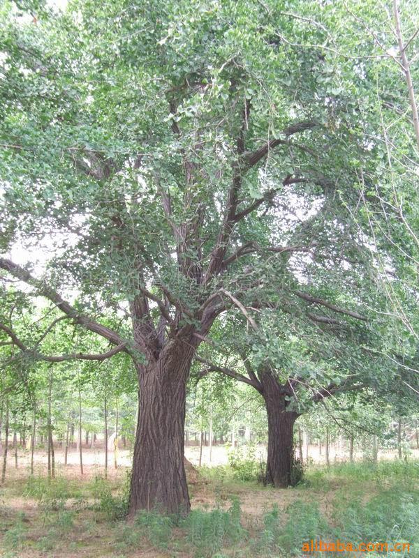 供应银杏 实生银杏绿化苗木 花卉种子