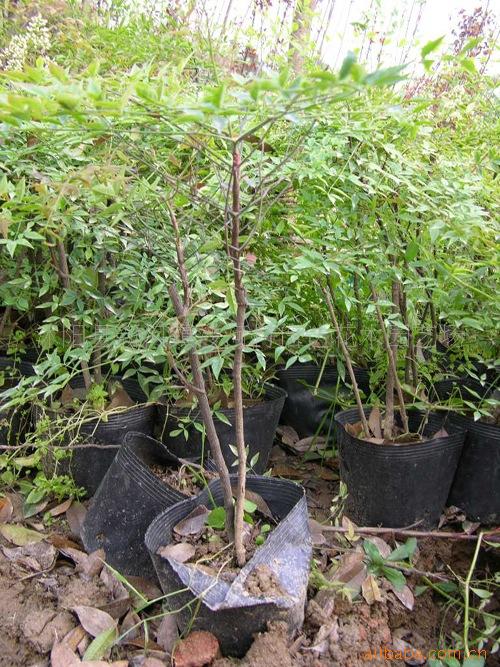 低价销售南天竹 绿化苗木 花卉种子