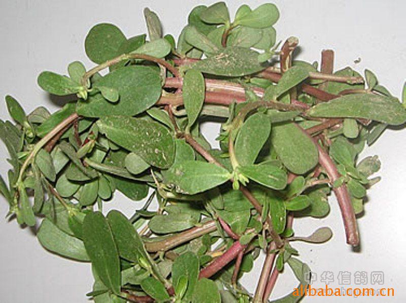 供应各类中药材，马齿笕，中草药，中药饮片