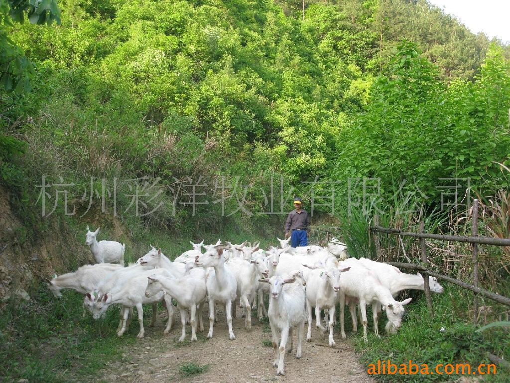供应莎能奶山羊、萨能奶山羊种羊