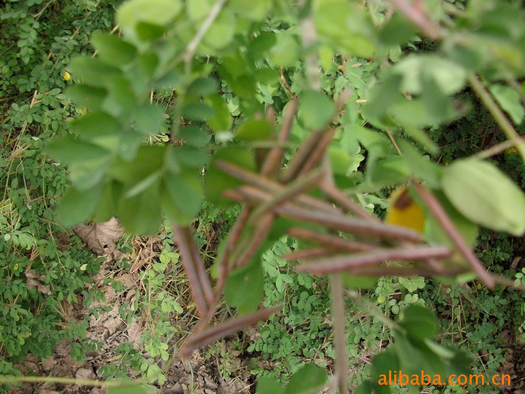 林木种子;多花木蓝