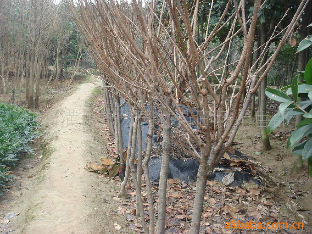 河南潢川园林绿化花木苗木供应樱花价格