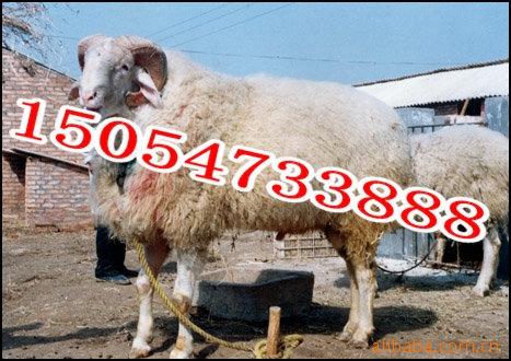 最赚钱的小羊羔怎样养殖管理