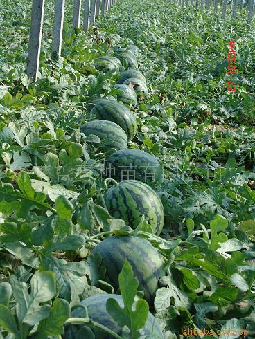 供应西瓜种子、种苗 甜瓜种子、种苗(图)