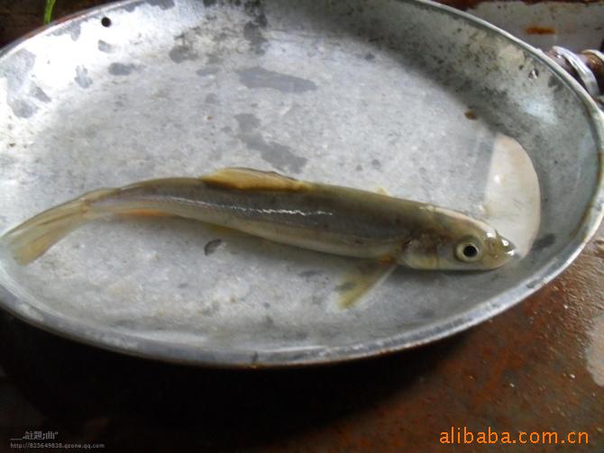 水产/野生鱼/淡水鱼/高原鱼