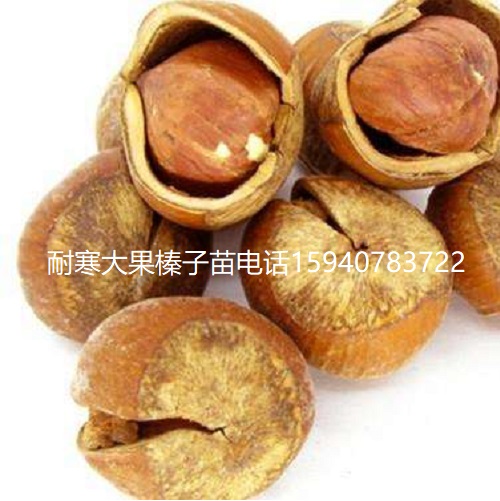 阜新辽宁大榛子苗抗寒榛子