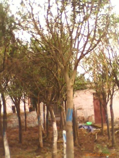 大量供应绿化苗木   高杆女贞