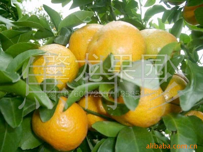 专业生产广东特产德庆高要广宁果品干货