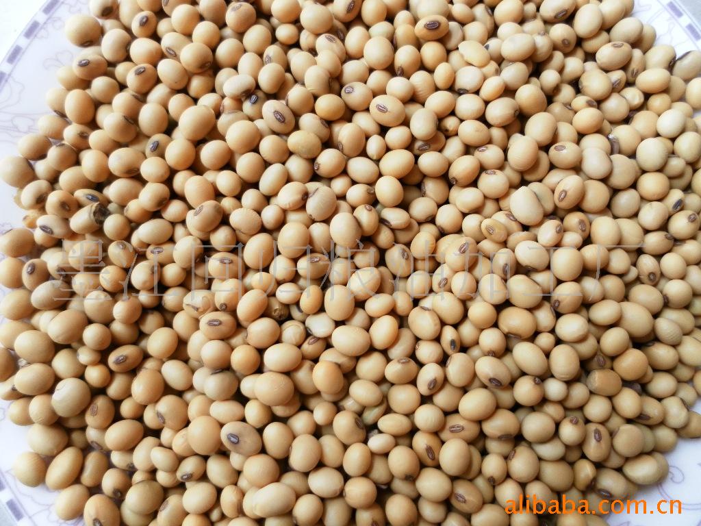 大量供应云南黄豆
