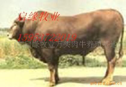 想发家不用愁养殖改良优质肉牛种苗赚大钱传授养殖技术提供配料法