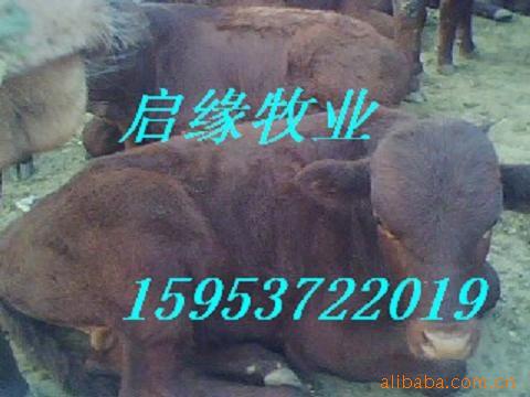 启缘牧业向您推荐纯种肉牛种公牛育肥肉牛犊肉牛养殖场