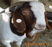 农村创业快致富 养殖肉羊是财路 育肥肉羊种苗 免费送货产品回收