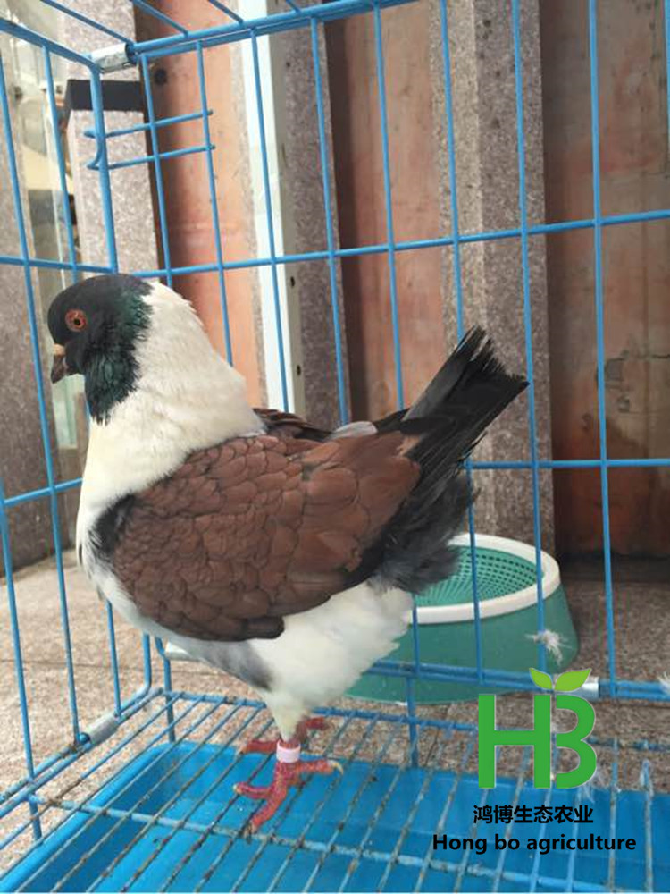 b21c8701a18b87d67c9e2c140f0828