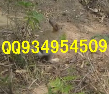 西安特种养殖动物有哪些出售