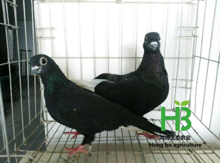 d50735fae6cd7b892e63239d072442