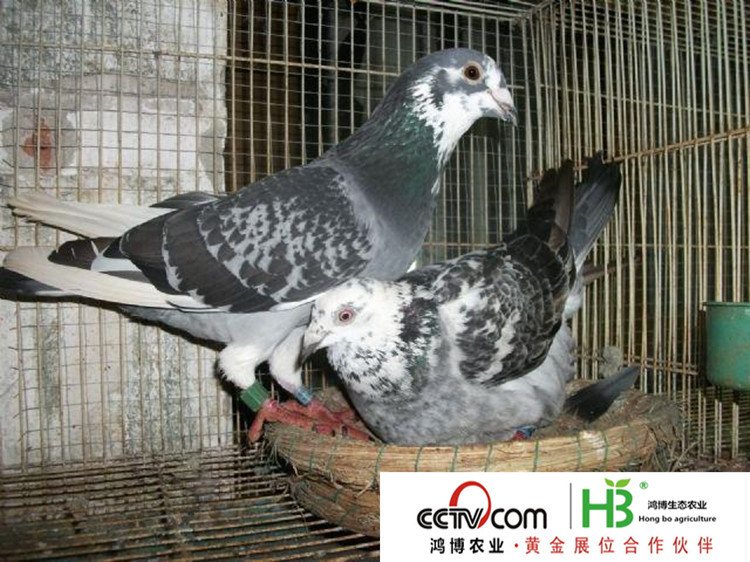 2010621220015_副本