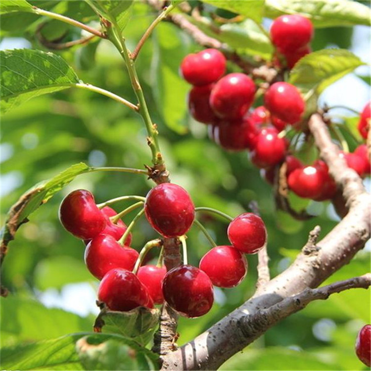 矮化樱桃苗质优价廉成活率高矮化樱桃苗当年结果规格齐全矮化樱桃苗