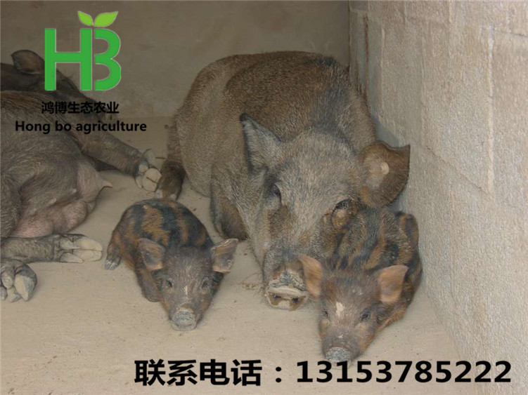 76505_20080930022045