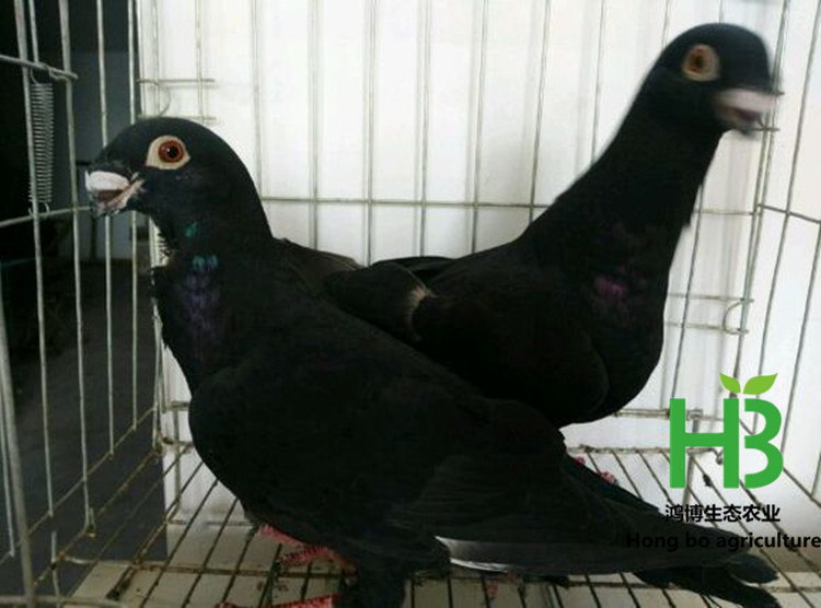 a11a8444ebf81a4c387ff5d7df2a60