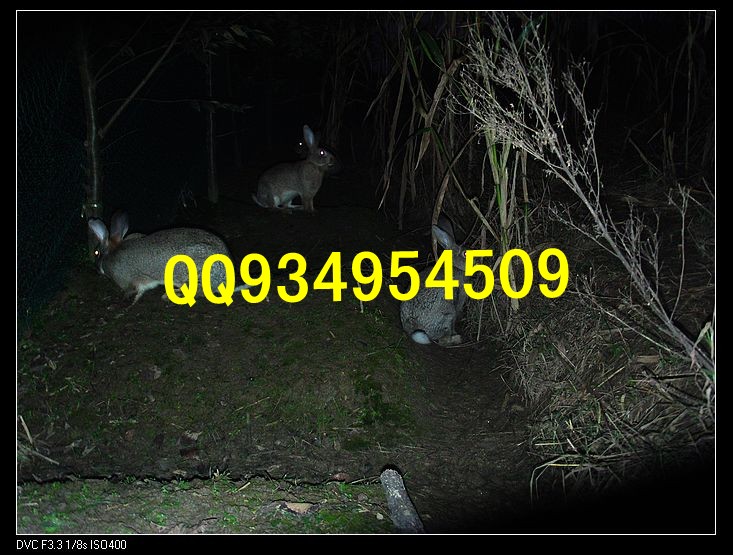 咸阳农村特种养殖销售