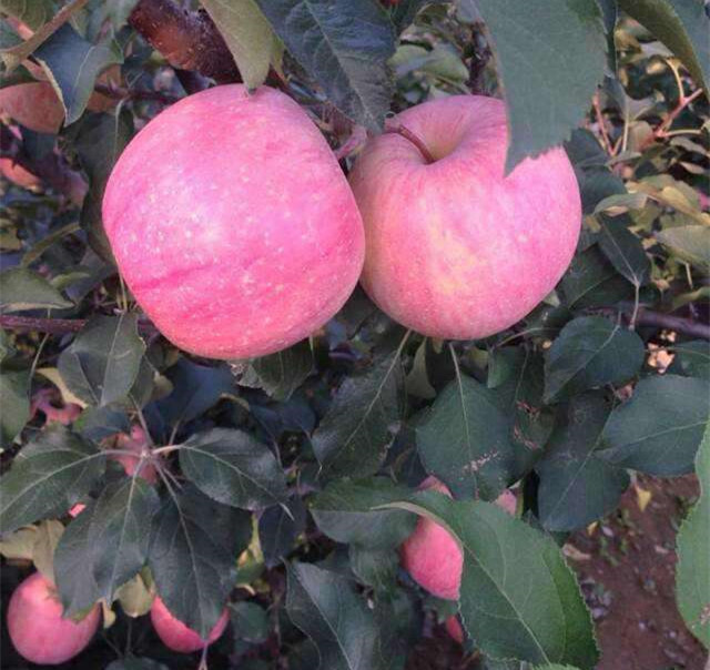 苹果苗_原圃苹果苗_蛇果苹果苗_早挂果苹果苗_神富1号苹果苗_规格齐全_欢迎选购