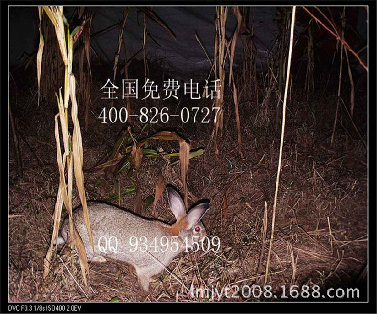 枣庄滕州养殖肉兔养殖基地现场考察