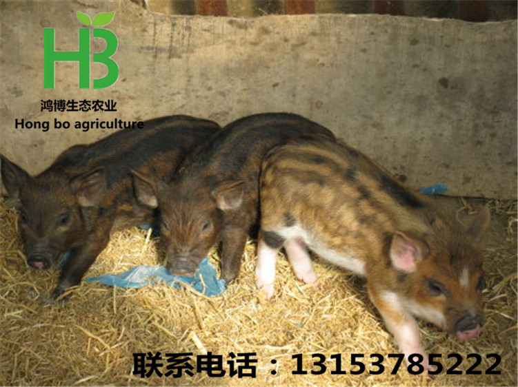 5ed1e31eg6390b1478726