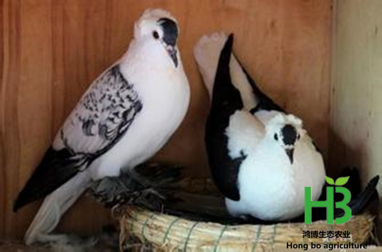 u=3621655893,3490618011&am