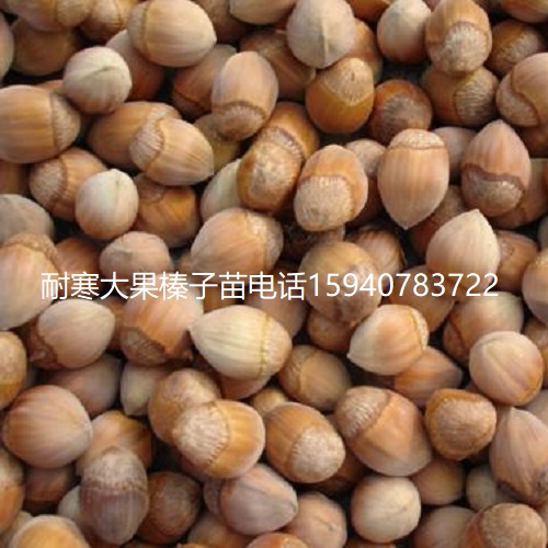 榆林高产大榛子辽宁榛子种植技术