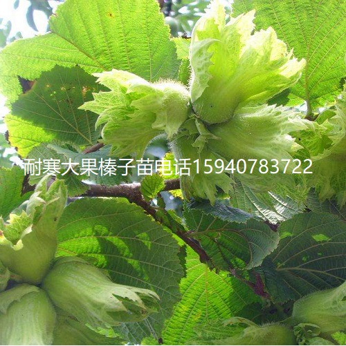 阜新辽宁大榛子苗抗寒榛子