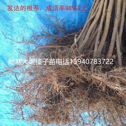 榆林高产大榛子辽宁榛子种植技术