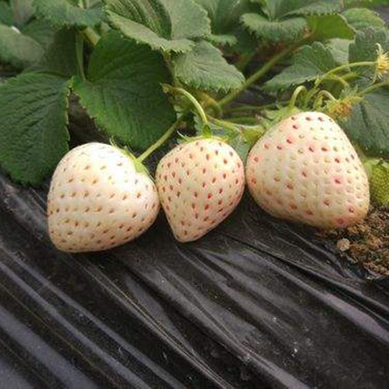 森嘎拉草莓苗_草莓种苗_草莓生产苗_穴盘草莓苗_裸根草莓苗_草莓苗批发_草莓苗价格_草莓苗价钱